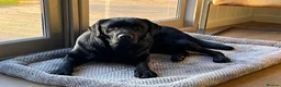 Labrador Retriever dogs for sale: Lovely black show bred puppies in Taunton - Advert 2