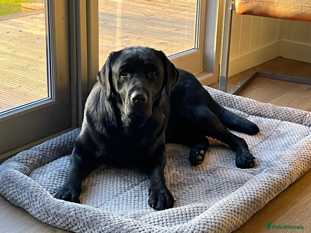 Labrador Retriever dogs for sale: Lovely black show bred puppies in Taunton - Advert 2