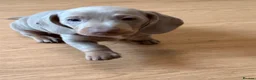 Miniature Dachshund dogs for sale: Kc miniature dachshunds  - Advert 5