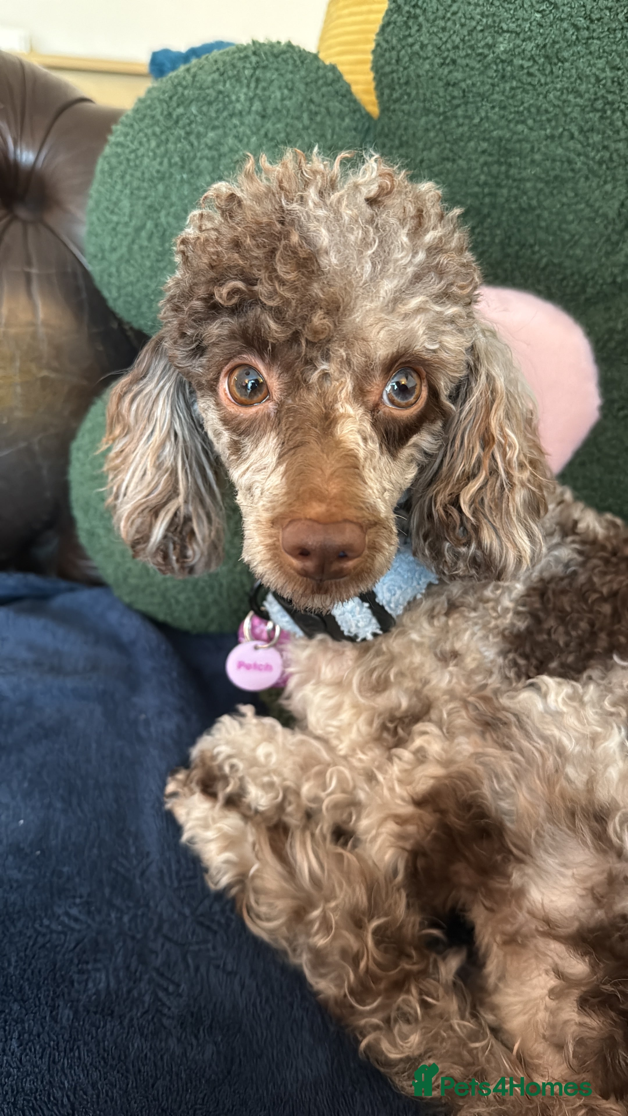 Toy Poodle dogs Chocolate phantom Merle toy poodle girl - Advert 6