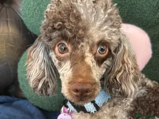 Toy Poodle dogs Chocolate phantom Merle toy poodle girl - Advert 6