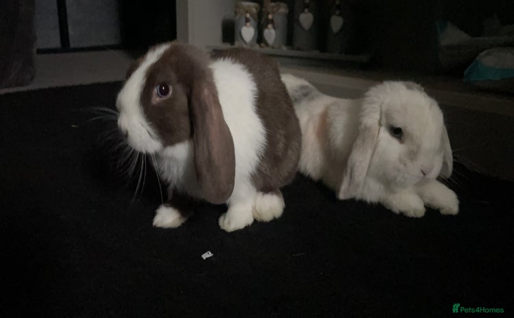 Mini Lop rabbits - Advert 2