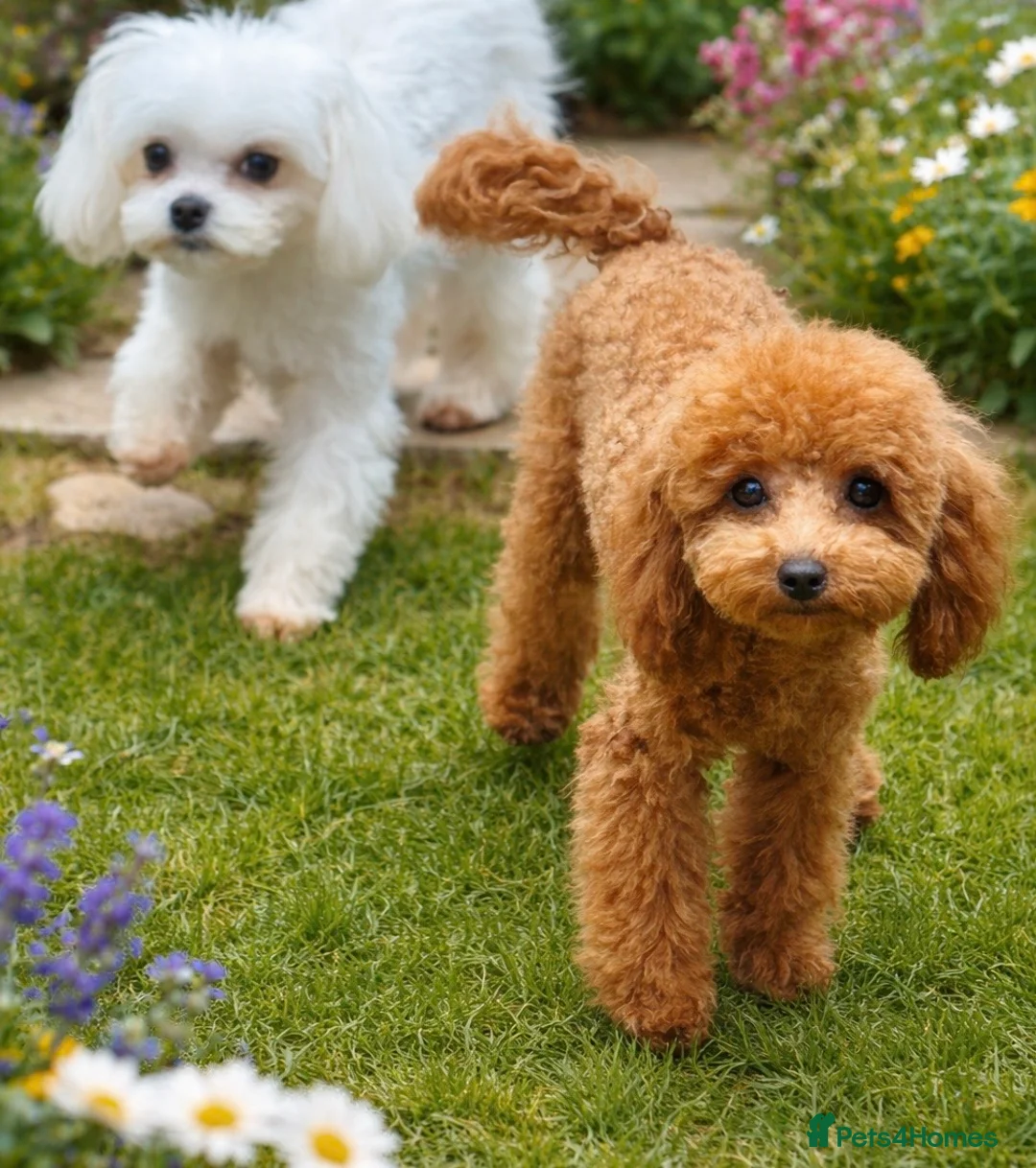 Toy Poodle dogs for sale: FCI toy poodle show line TINY pet only - Advert 2