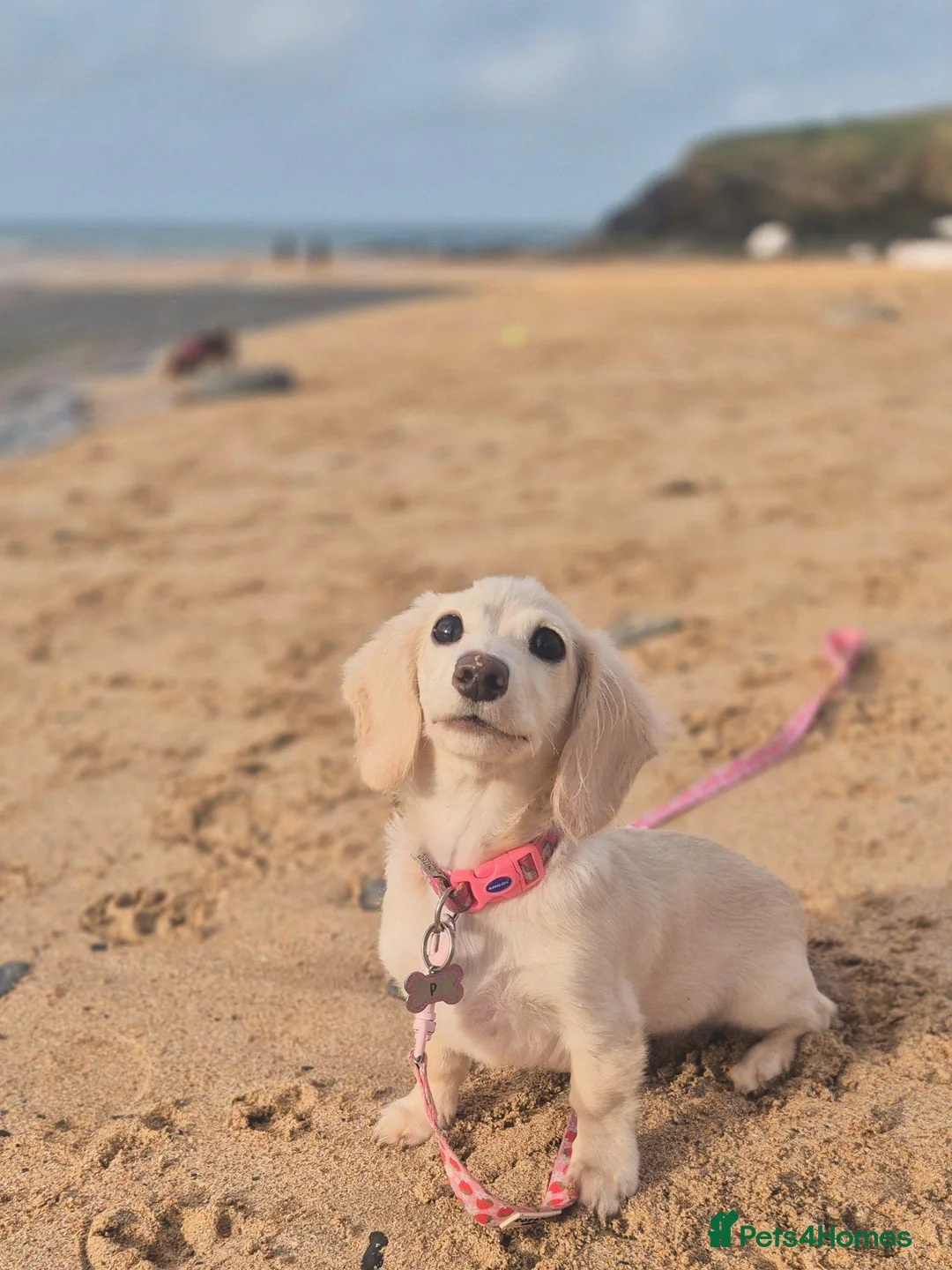 Miniature Dachshund dogs for sale: Female Cream Minature Dachshund  - Advert 1