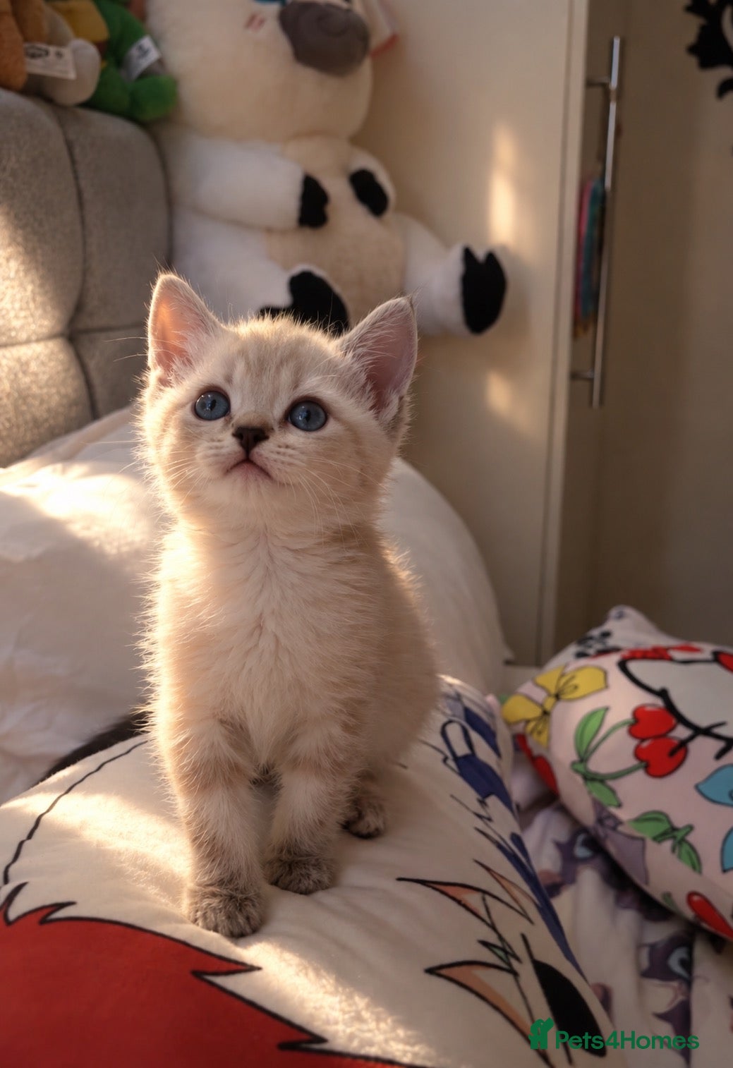 British Shorthair cats Bengal x British shorthair  kitten! - Advert 1