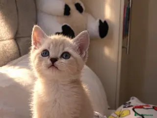 British Shorthair cats Bengal x British shorthair kitten! - Advert 1