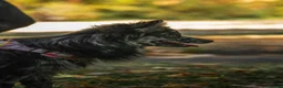 Pomeranian dogs for stud: NEXT GEN BLUE MERLE POM PUPS INCOMING - Advert 5