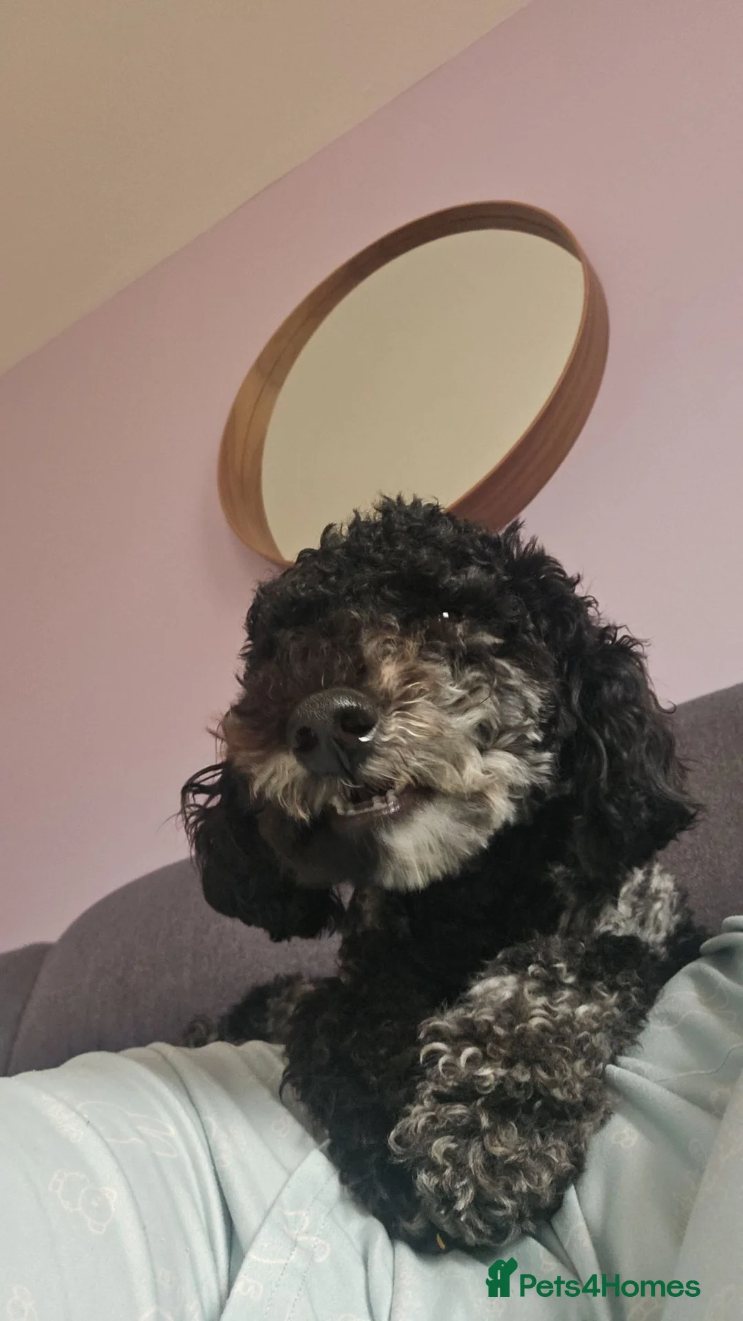 Miniature Poodle dogs for sale: 1 year old male miniature poodle  - Advert 2