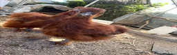 Chickens poultry for sale: Red silkie roosters  in Wakefield - Advert 5