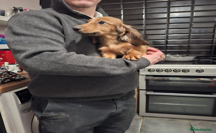 Miniature Dachshund dogs in South Shields - Advert 8