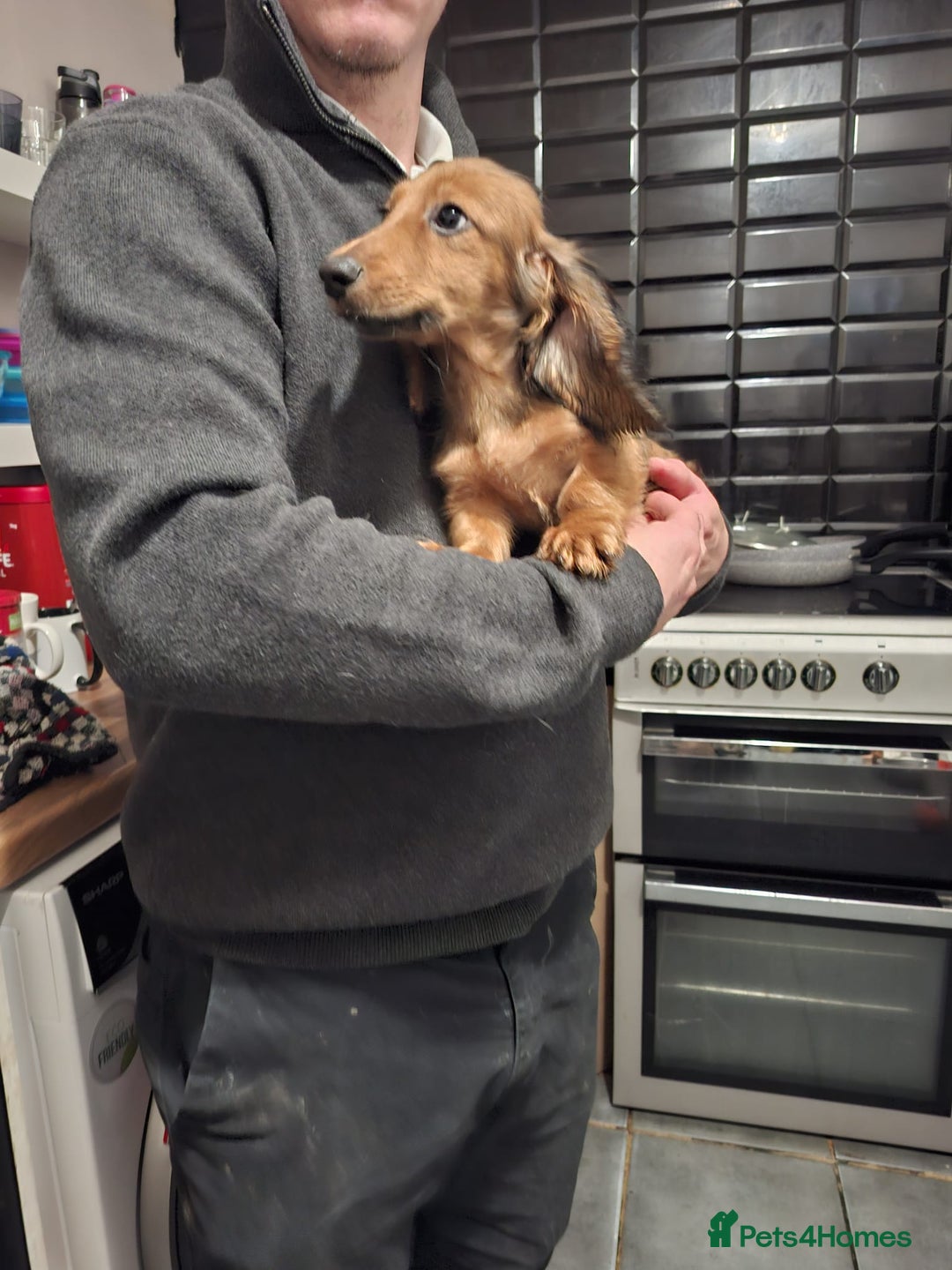 Miniature Dachshund dogs for sale: Champion bloodline, kc registered miniature dachs in South Shields - Image 1