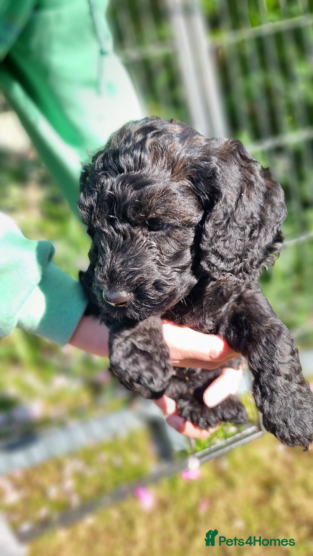 Cavapoo dogs for sale: F1b Standard Cavapoo, 3 remaining ready to leave in Watchet - Image 15