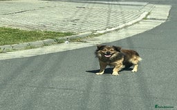 Mixed Breed dogs for sale: Puppies Jack Russel mixed breed - Image 9