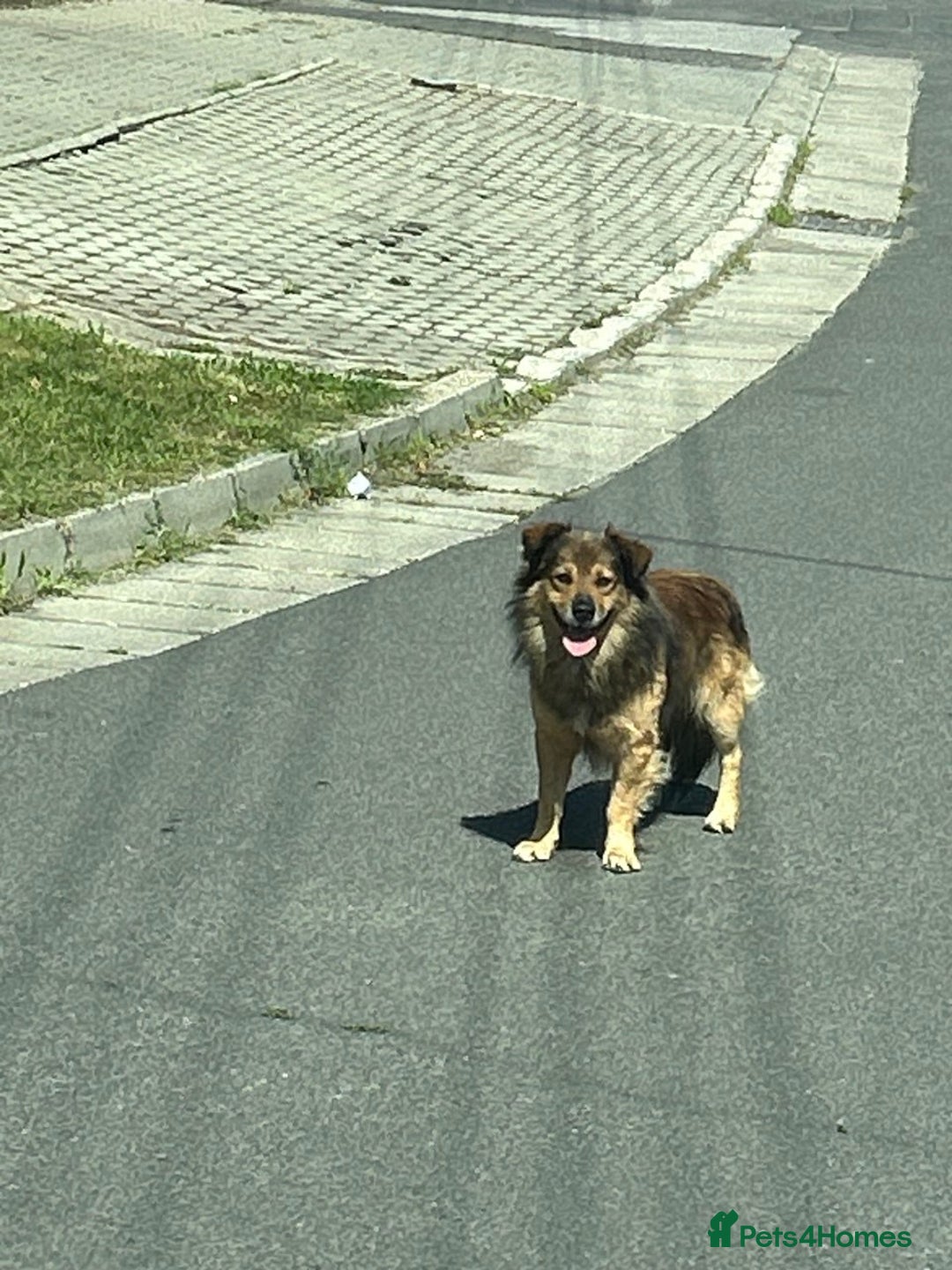 Mixed Breed dogs for sale: Puppies Jack Russel mixed breed - Image 9