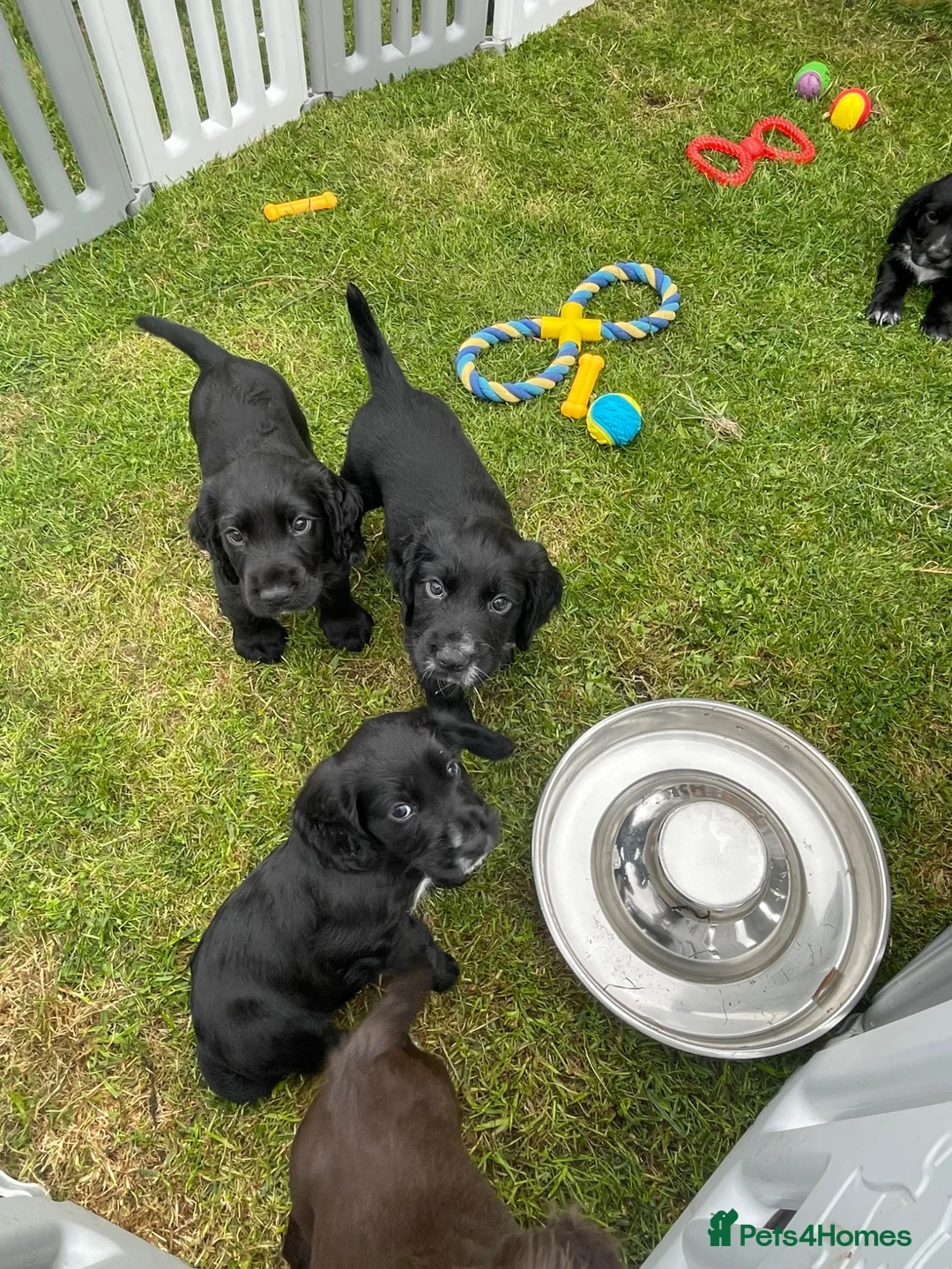Cocker Spaniel dogs for sale: Working cockers in Chester - Advert 6