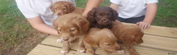 Cocker Spaniel dogs for sale: Health tested cocker spaniel puppies - Advert 4