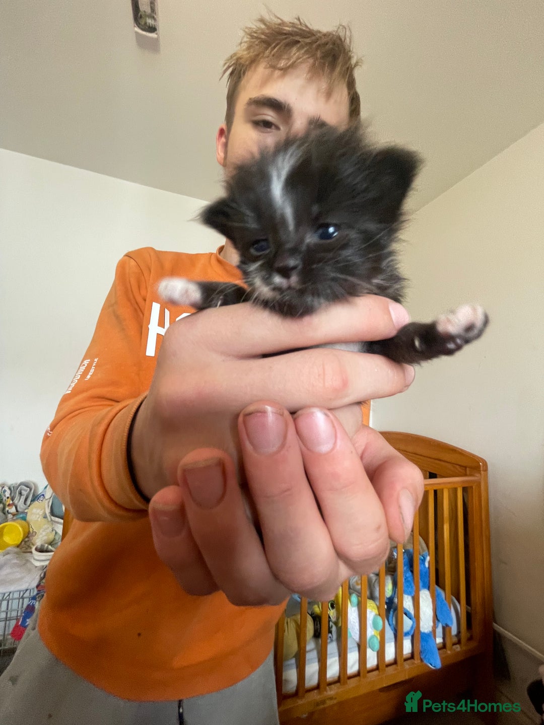 Mixed Breed cats for sale: Ragdoll x Maine coon kittens - Image 5