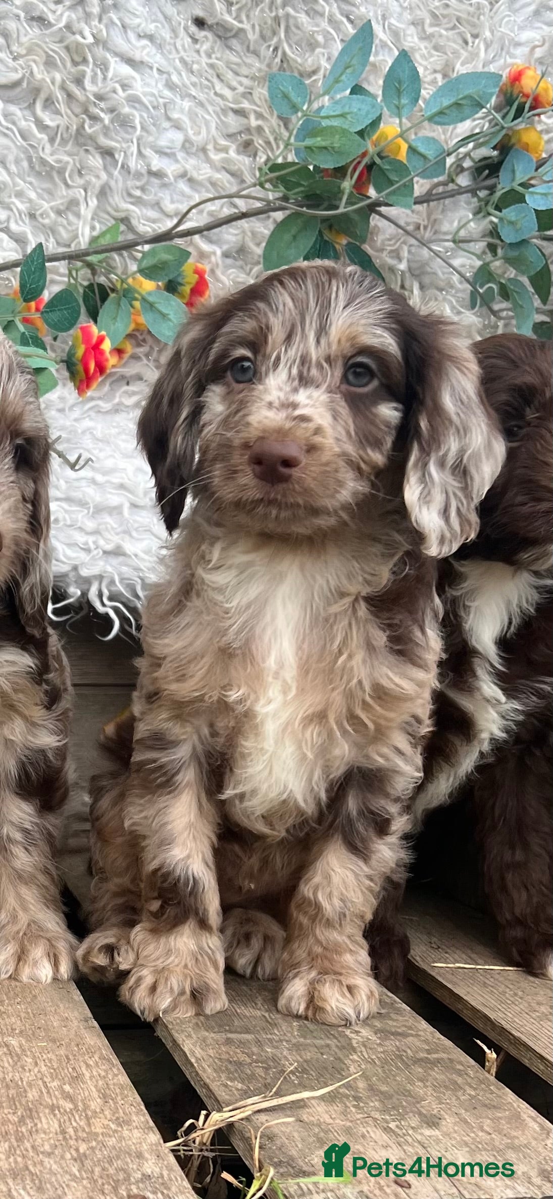 Sproodle dogs Merle and Chocolate Mini Sproodles  - Advert 2