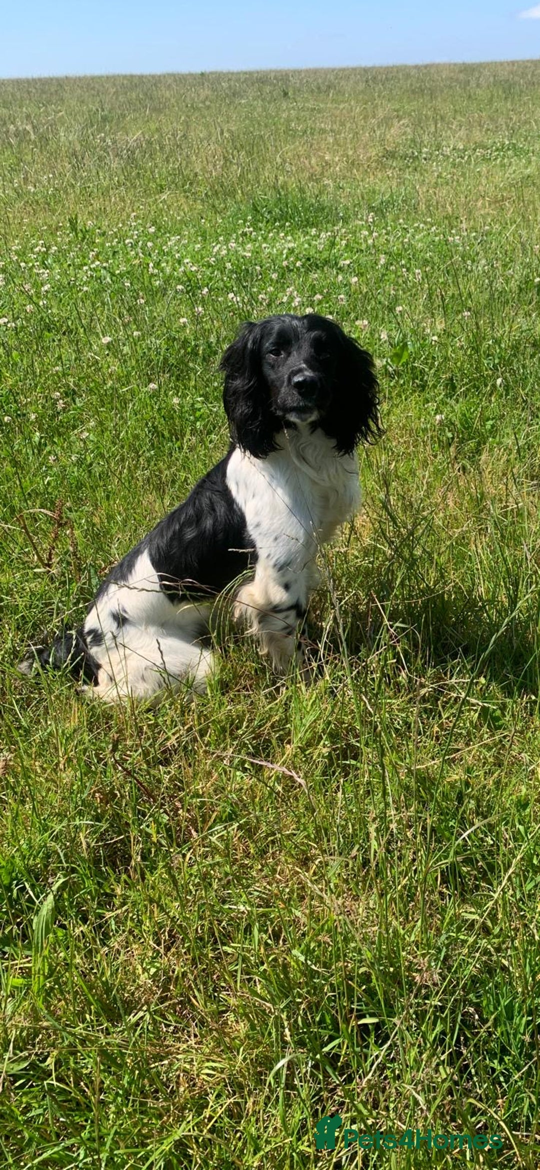 English Springer Spaniel dogs for sale: 5 Star Council Registered Breeder litter - Image 4