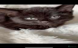 Mixed Breed cats for sale: Black female kittens for sale  - Image 2