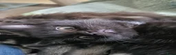 Domestic Shorthair cats for sale: Female - Advert 6