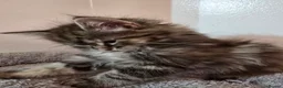 Maine Coon cats for sale: 7 beautiful Maine Coon X - Advert 21