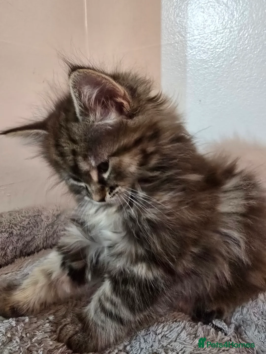 Maine Coon cats for sale: 7 beautiful Maine Coon X - Advert 21