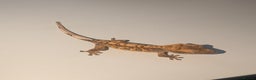 Gecko reptiles for sale: Lilly White Crested Gecko Hatchlings - Advert 4