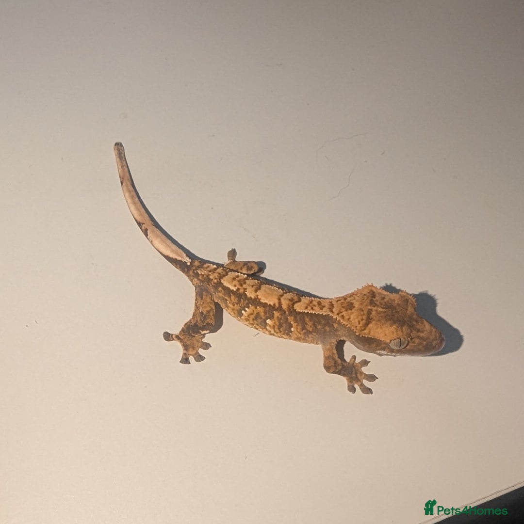Gecko reptiles for sale: Lilly White Crested Gecko Hatchlings - Advert 4