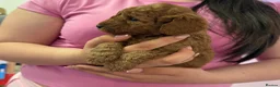 Cavapoo dogs for sale: F1B Cavapoo Puppies Looking For Forever Homes - Advert 21