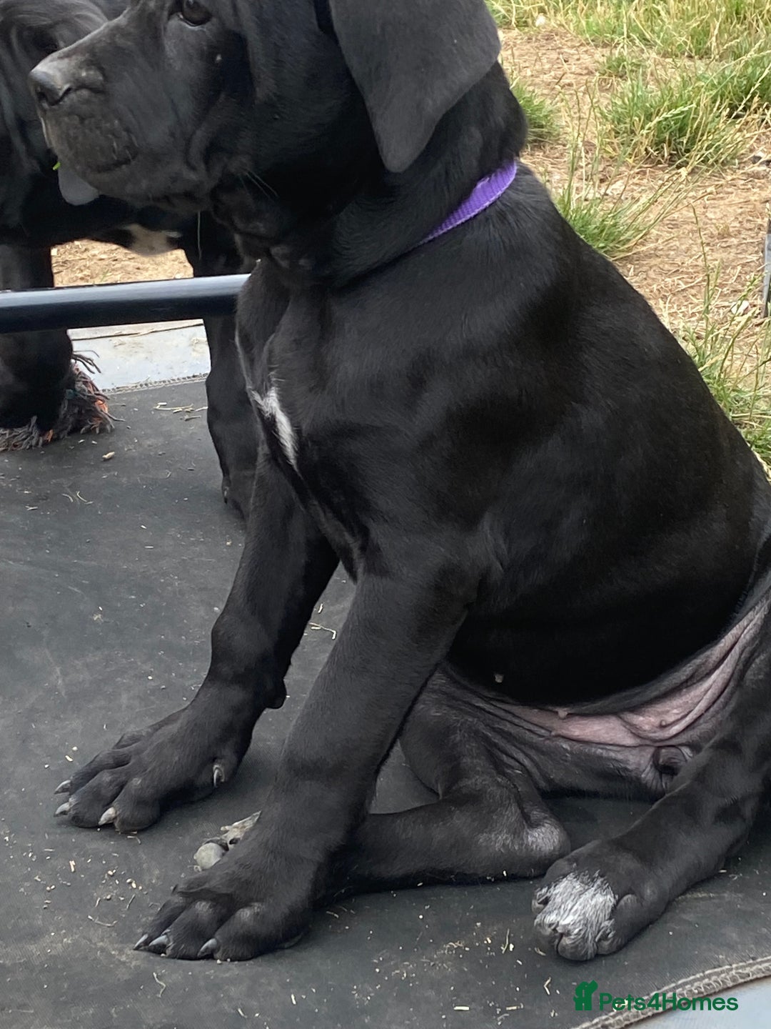 Cane Corso dogs for sale: Big Pure Cane Corso Puppies Ready Now!  - Image 25