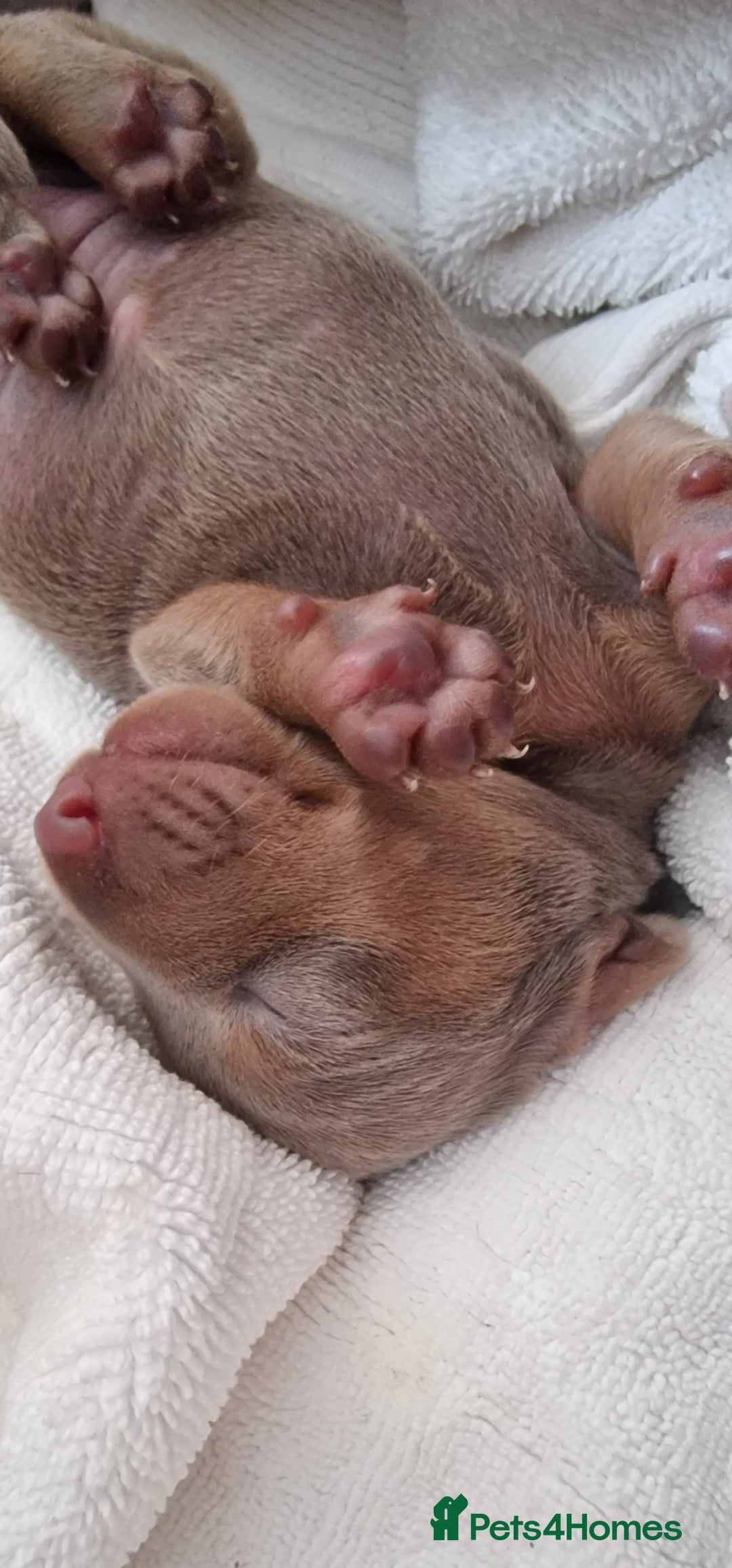 Miniature Dachshund dogs for sale: 3 puppies for sale  - Image 6