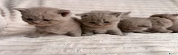 British Shorthair cats for sale: Beautiful Purebred British Shorthair Kittens - Advert 13