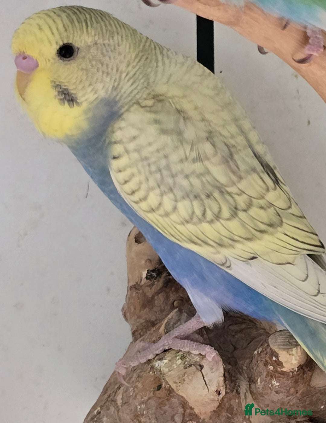 Budgerigars birds for sale: Beautiful Baby Budgies Ready now!!! - Image 11