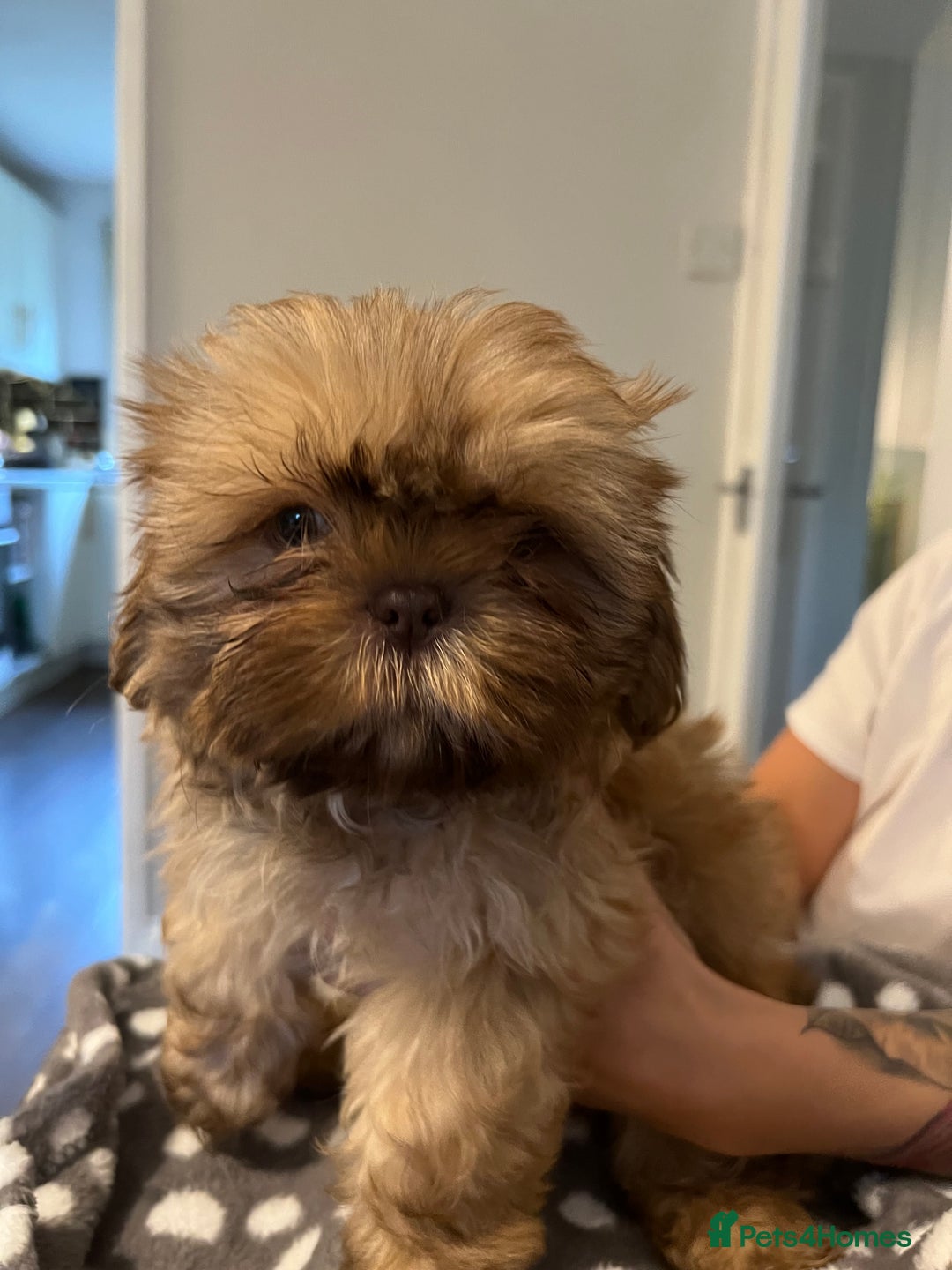 Shih Tzu dogs for sale: Imperial Shih Tzu for sale - Image 5