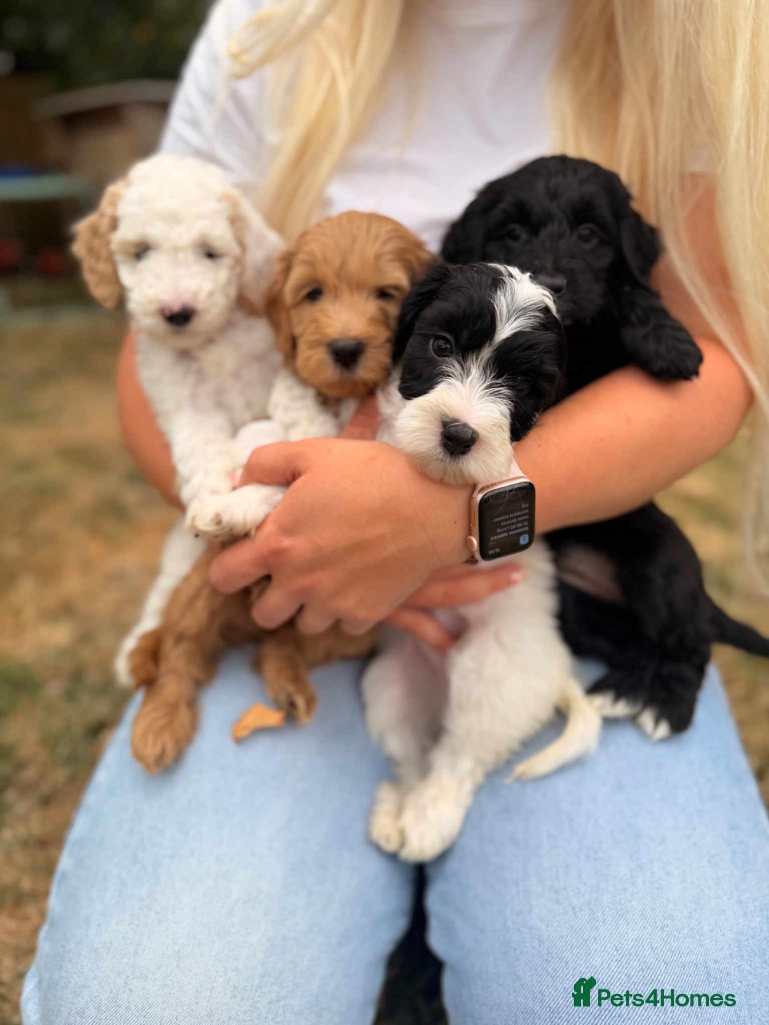 Australian Labradoodle dogs 8 Gorgeous Australian labradoodle puppies - Advert 1