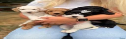 Australian Labradoodle dogs for sale: 8 Gorgeous Australian labradoodle puppies - Advert 1
