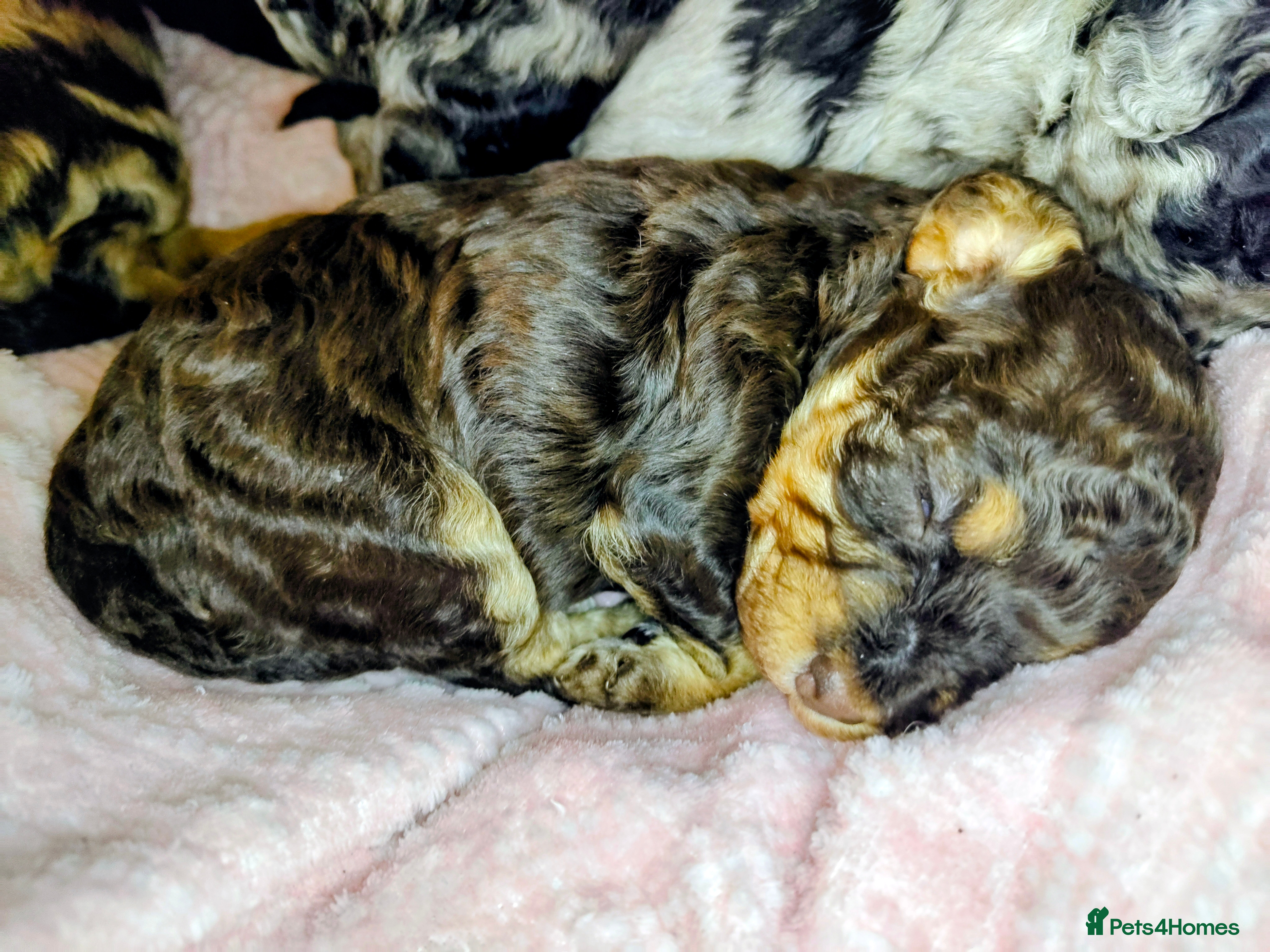 Cockapoo dogs Beautiful F1b toy cockapoos - Advert 5