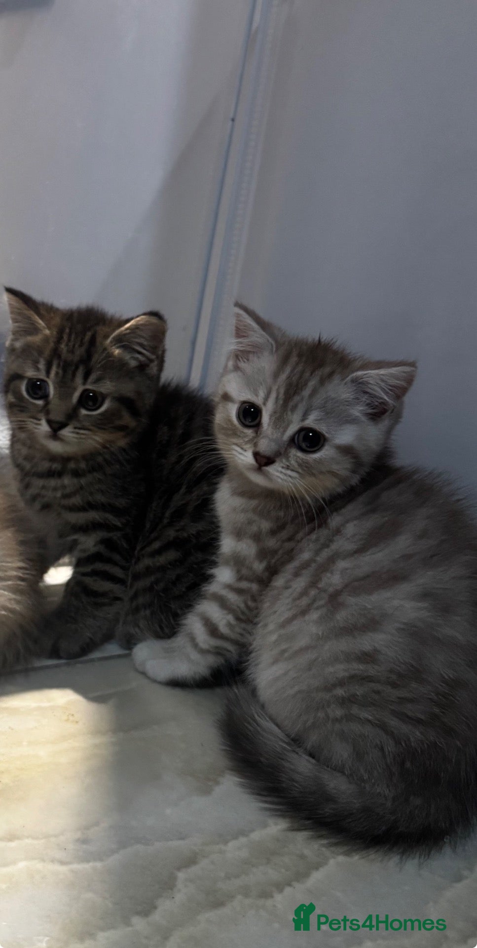 Mixed Breed cats British shorthair x Persian  - Advert 1