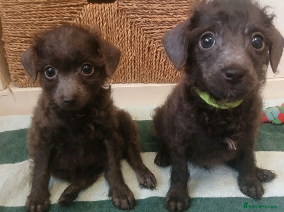 Toy Poodle dogs 🩶2 boys🩷1 girl Ready to leave🥰 - Advert 5
