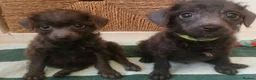 Toy Poodle dogs for sale: 🩶2 Grey/Blue Rare boys🏡1 girl🩷 - Advert 8