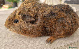 Guinea Pig rodents for sale: Guinea pigs for sale £25 each  - Image 5