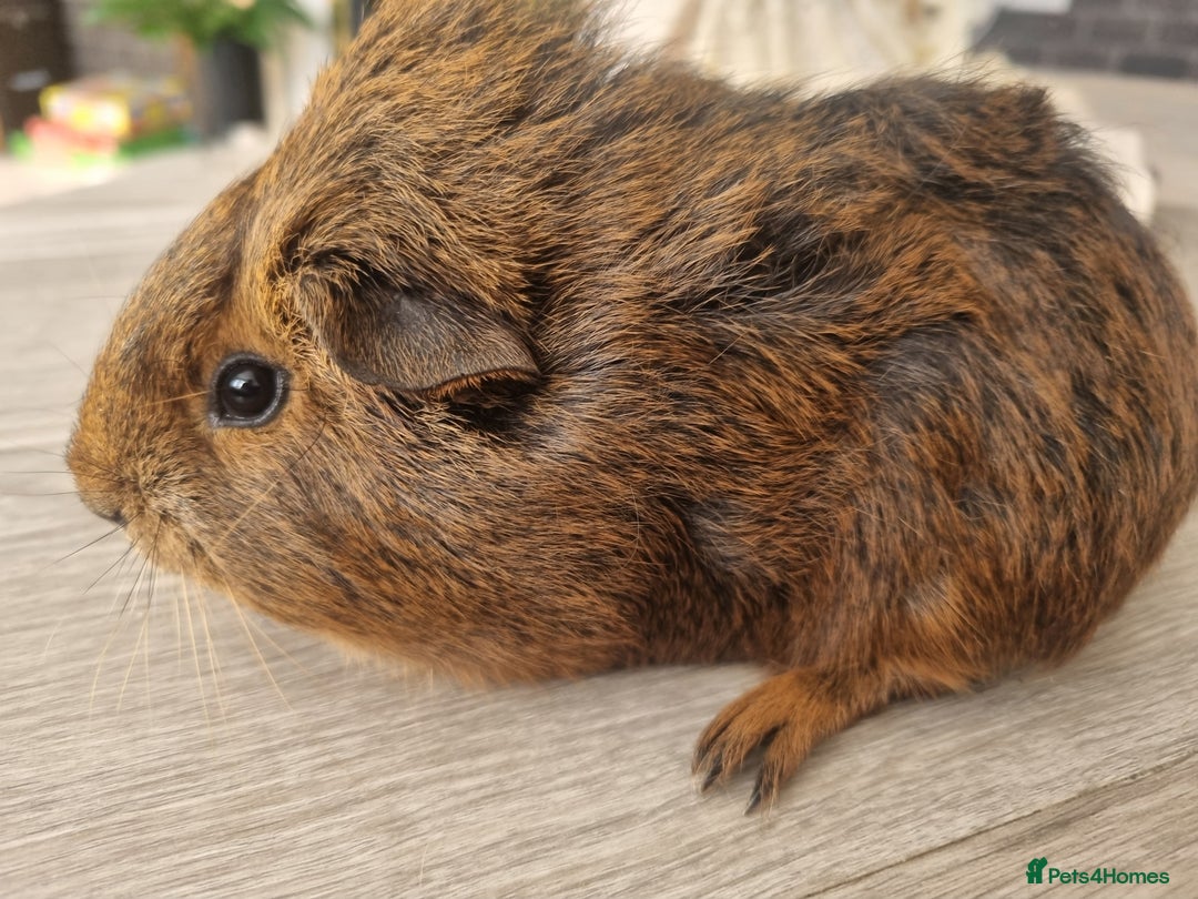 Guinea Pig rodents for sale: Guinea pigs for sale £25 each  - Image 5