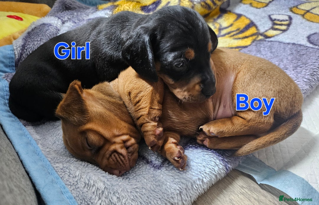 Dachshund dogs for sale: Beautiful Miniature Dachshund - Advert 15