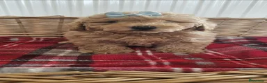 Cavapoo 1