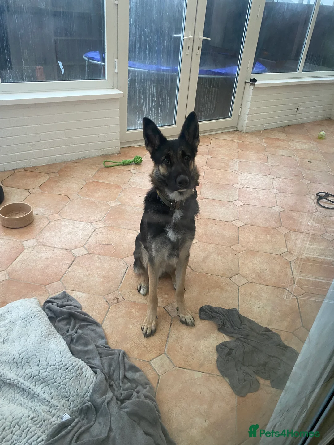 German Shepherd dogs for sale: German shep - Advert 1