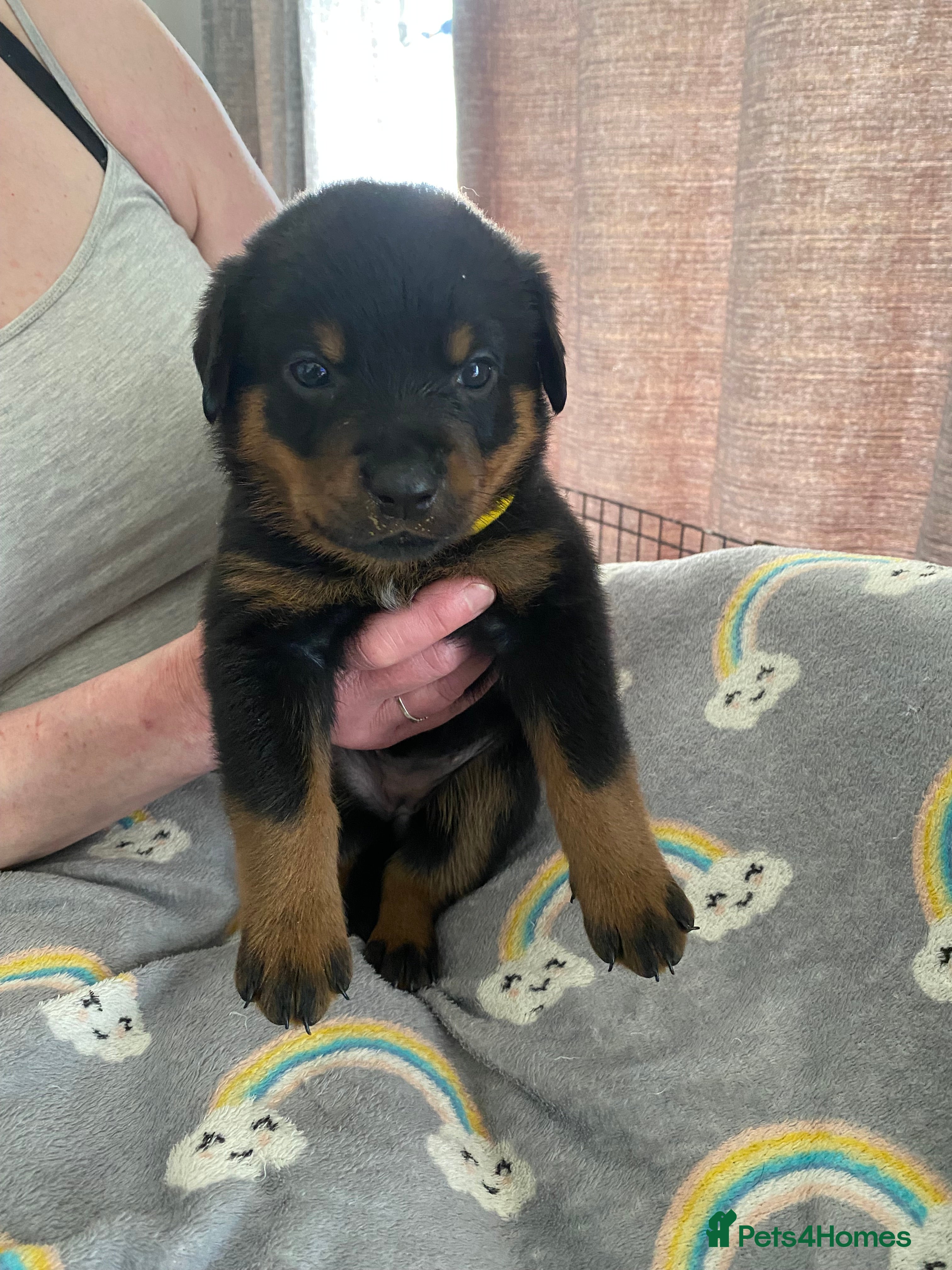 Rottweiler dogs Kasire and Calien’s stunning Rottweiler babies  - Advert 2