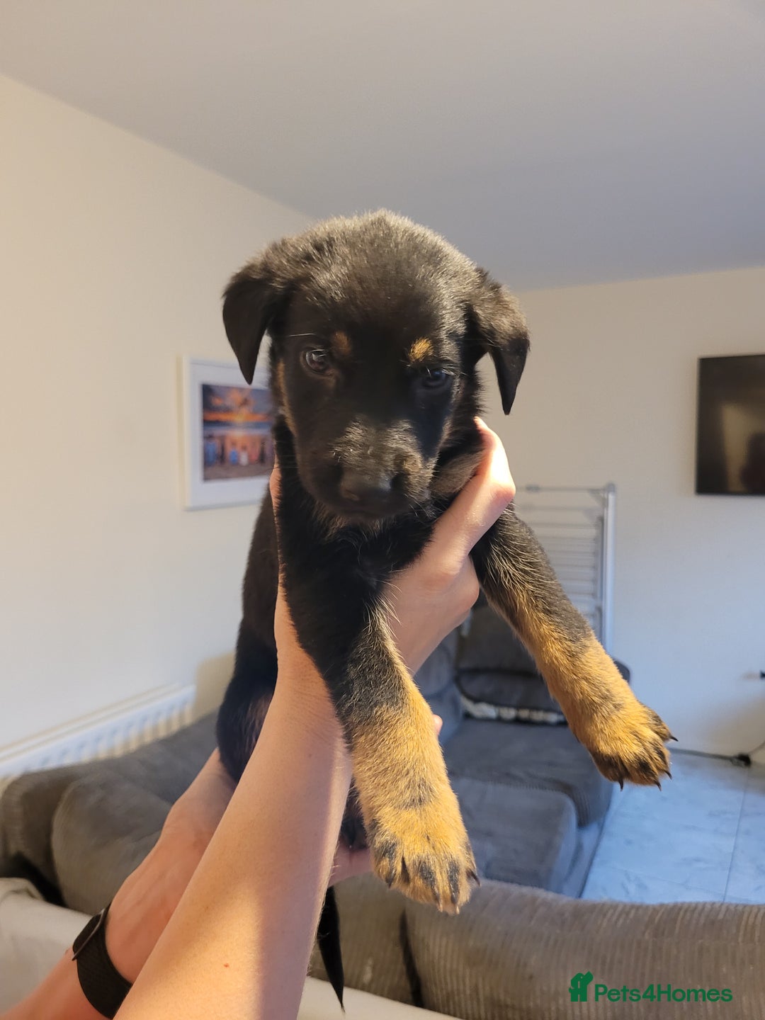 Mixed Breed dogs for sale: German Shepherd X Labrador  - Image 16