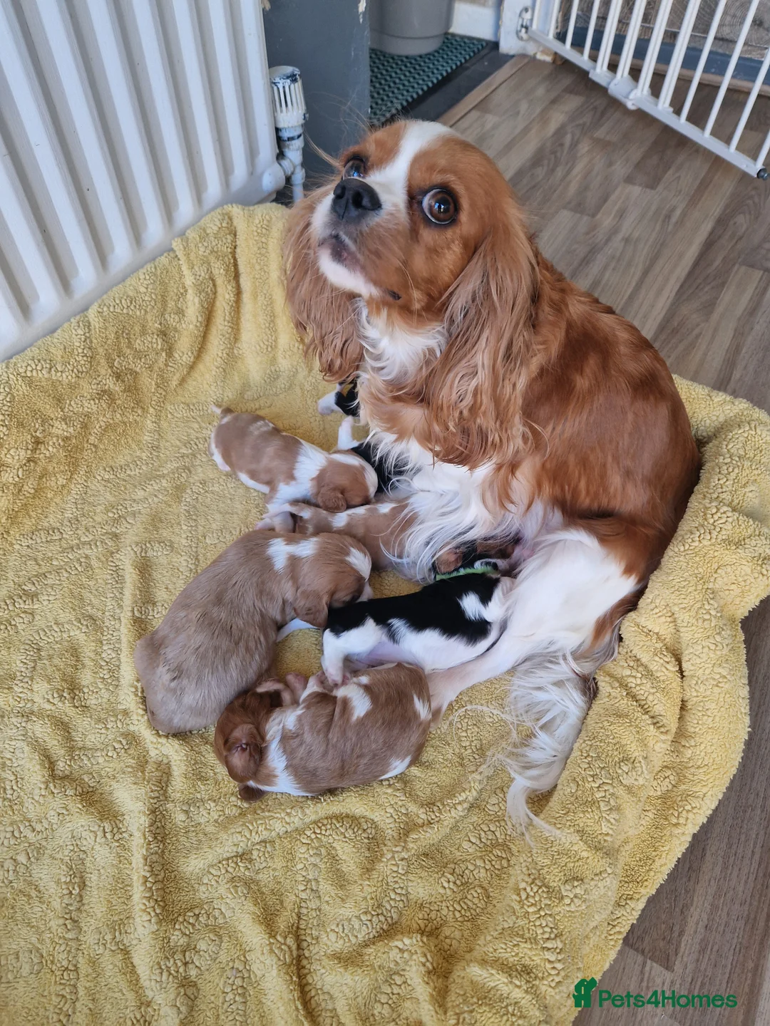 Cavalier King Charles Spaniel dogs for sale: Cavalier King Charlies - Advert 2