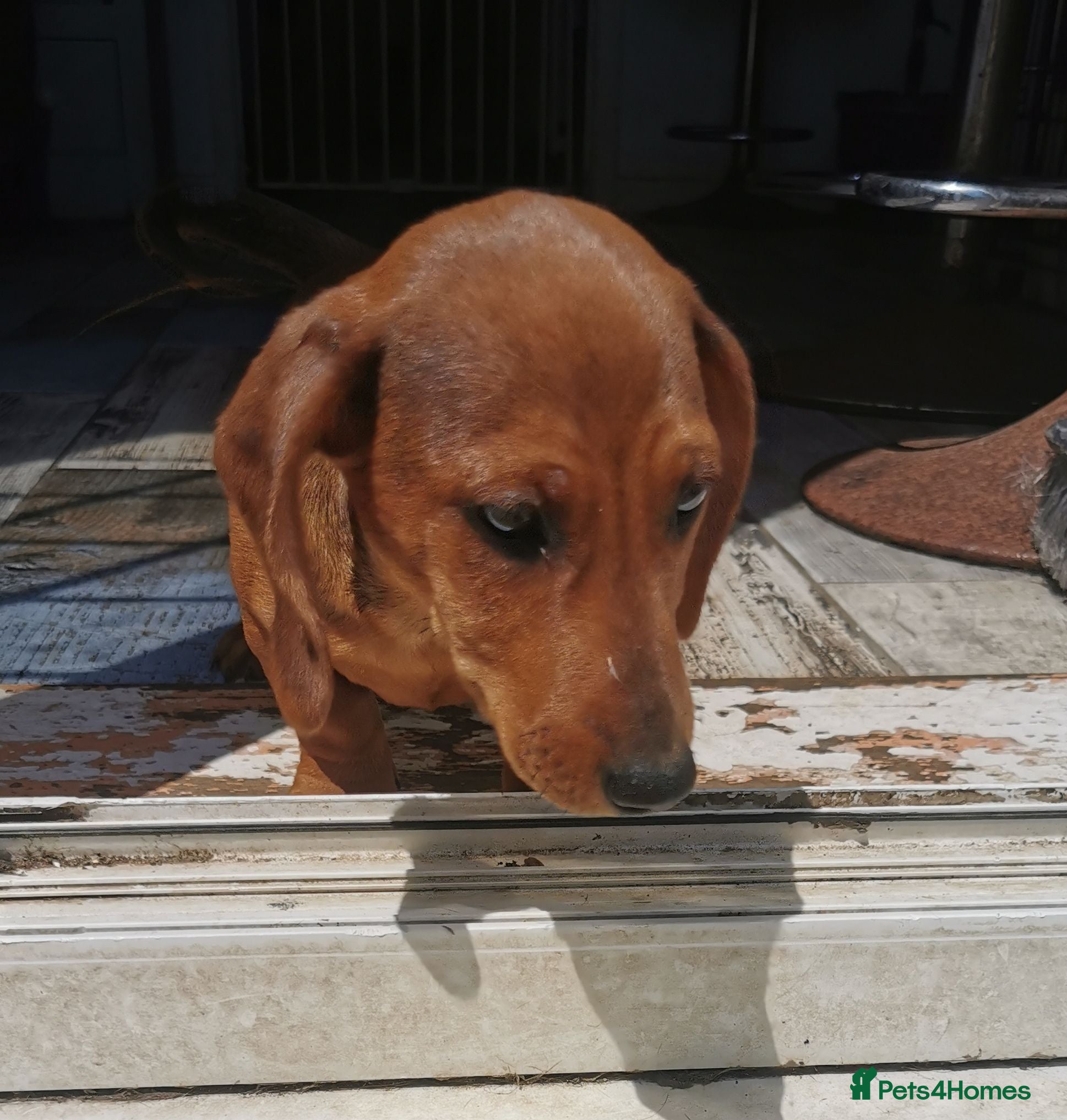 Dachshund dogs  SLINNKY, Our Playful miniature Dachshound pups  - Advert 1